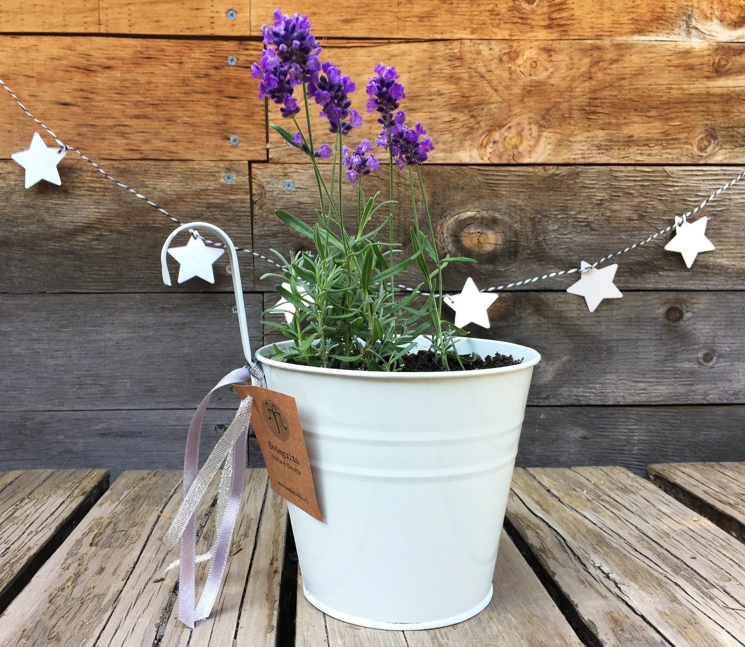 lavanda-colgante
