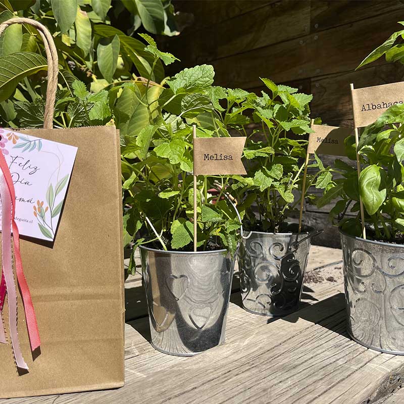 plantas-aromaticas-en-balde